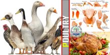 various types of Poultry & Cooking